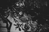 _MG_9526